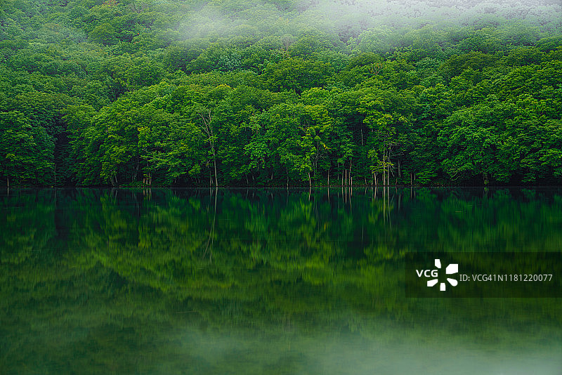 绿色的森林倒映在池塘里图片素材