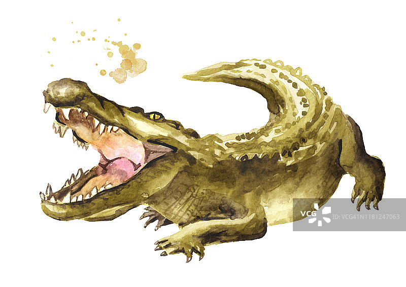 鳄鱼或短吻鳄张开嘴向前攻击。水彩手绘插图，孤立的白色背景图片素材