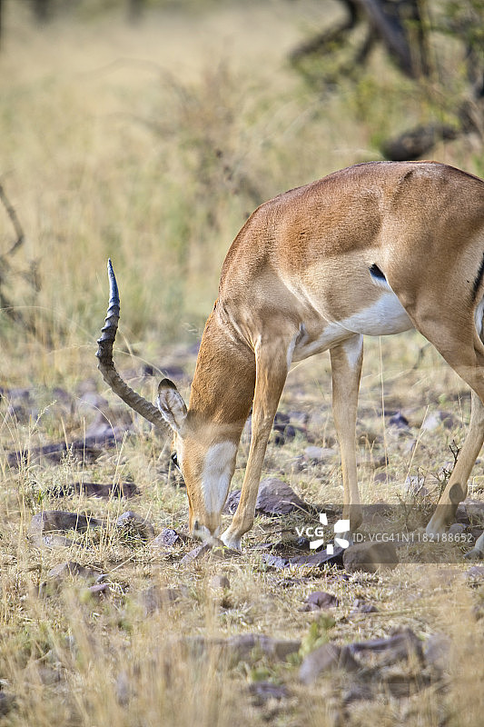 雄性黑斑羚在林地里吃草图片素材