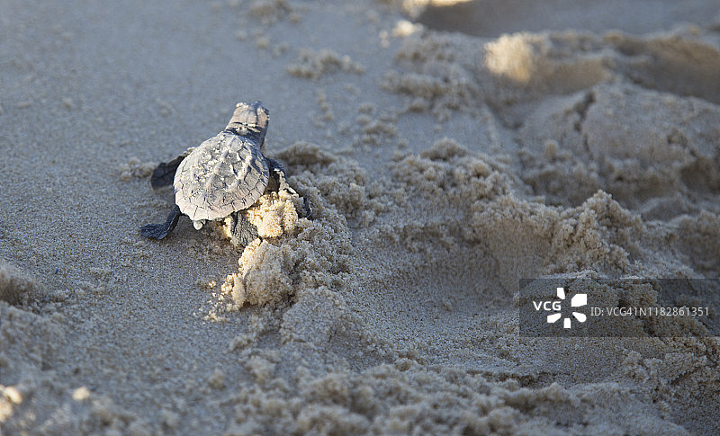 小赤蠵龟正在孵化图片素材