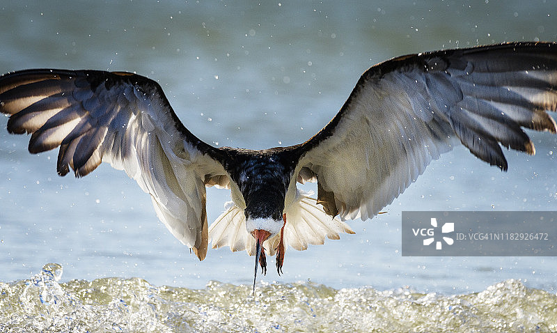 一个戏剧性的肖像与翅膀大开在迈尔斯堡海滩图片素材