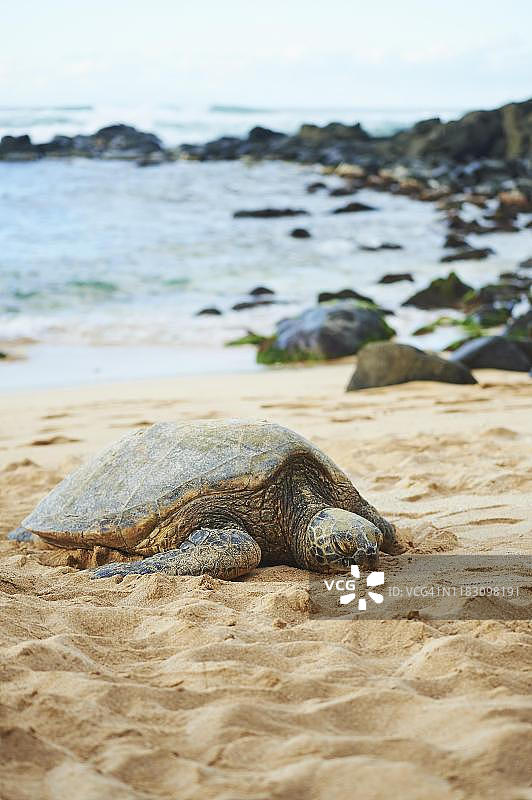 绿海龟(Chelonia mydas)在海龟湾，Laniakea海滩，夏威夷岛瓦胡岛，夏威夷，夏威夷，阿罗哈州，美国图片素材