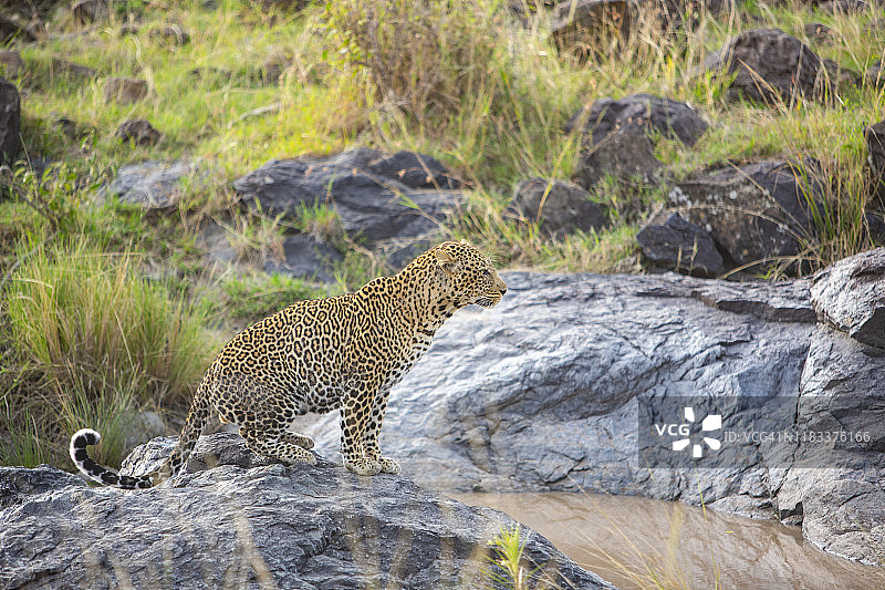 肯尼亚马赛马拉的狩猎之旅，风景中有keopard。图片素材