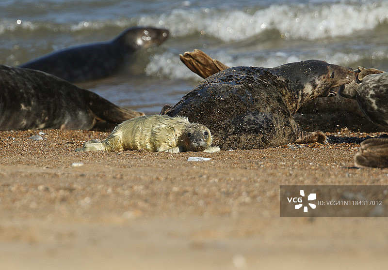 一只可爱的新出生的灰海豹幼崽——灰海豹，躺在沙滩上。背景中可以看到它的妈妈正在咬另一只海豹，让它远离自己的孩子。图片素材