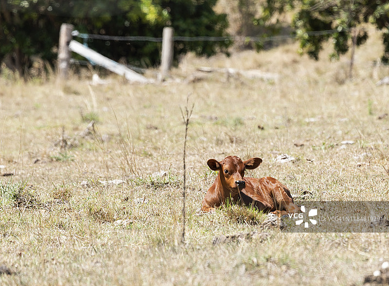 澳大利亚，小棕色小牛躺在围场里图片素材
