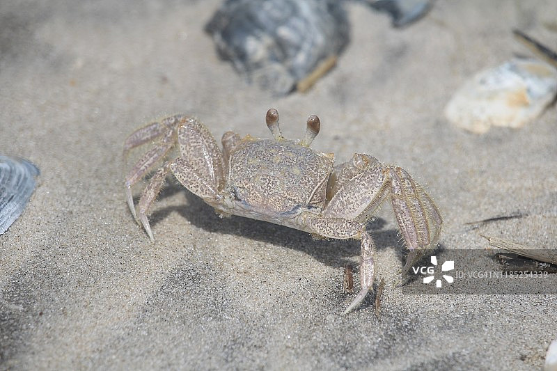 隐藏在沙中的螃蟹图片素材