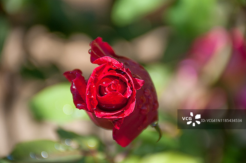 雨点红玫瑰花蕾图片素材