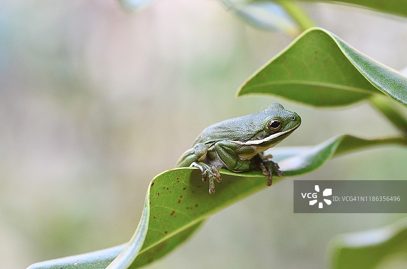 野生绿树蛙发现在花园里的植物图片素材