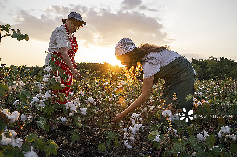 分享知识。棉花采摘的季节。活跃的老年人和年轻一代一起在棉花地里工作。在金色的夕阳下，两名农学家在收割前评估庄稼。图片素材
