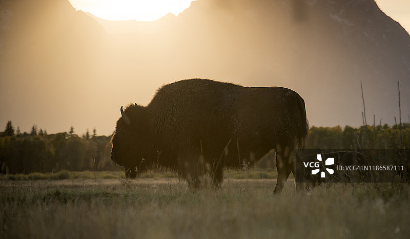 大提顿国家公园日落时的野牛图片素材