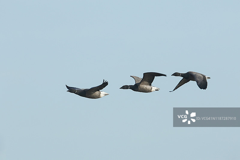 三只美丽的布伦特鹅，Branta bernicla，在蓝天上飞翔。图片素材