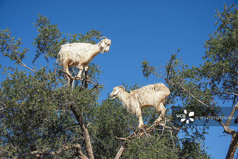 山羊在摩洛哥一棵坚果树上吃草图片素材