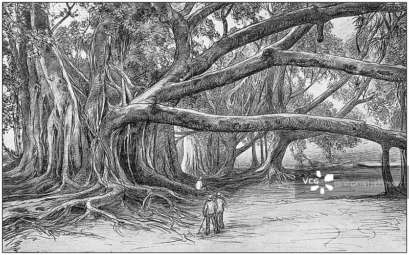 古董插图:Java树在Buitenzorg图片素材