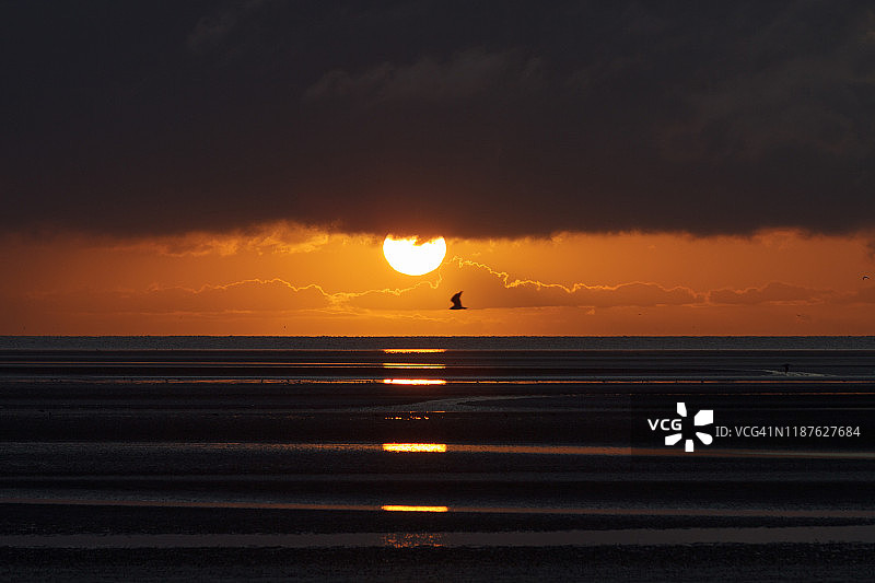爱尔兰海面上的日出-海鸥图片素材
