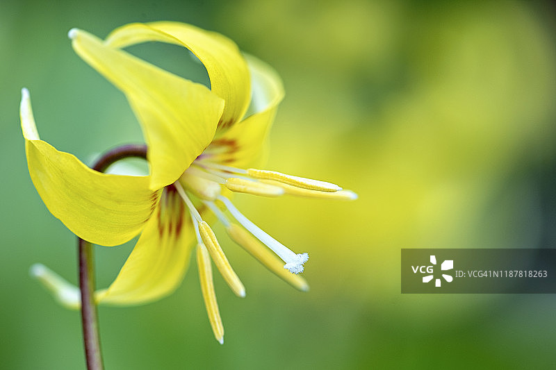 特写的美丽的春天开花黄色，赤藓“宝塔”(狗齿紫)花图片素材
