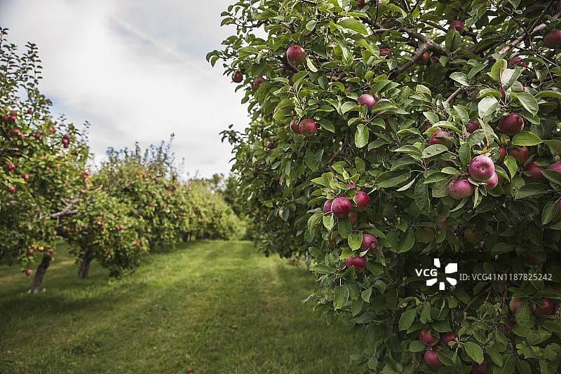 苹果园里一棵苹果树上成熟的红苹果。图片素材