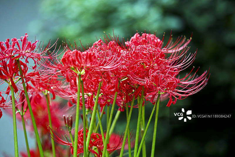 红蜘蛛百合- Higanbana (Lycoris radiata)，一种植物，花永远不会遇见叶子图片素材