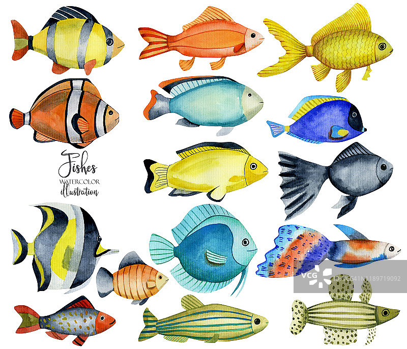 水彩海洋鱼类收集，手绘孤立在一个白色的背景图片素材
