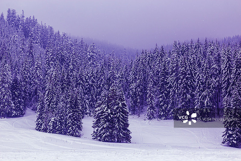 梦幻般的紫色冷杉树在雾中覆盖着白雪图片素材
