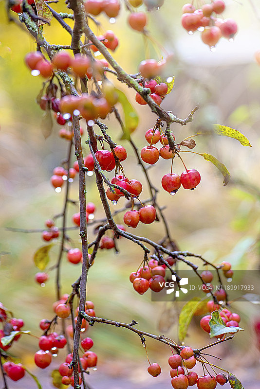 特写图像充满活力的冬季红浆果的海棠树海棠Evereste图片素材
