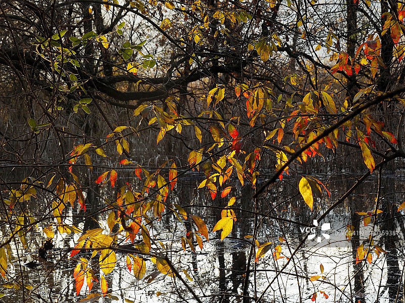 瑞士马焦雷湖Magadino的黄色和红色秋叶图片素材