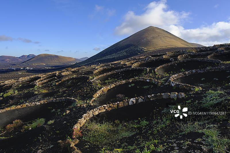 西班牙加那利群岛兰萨罗特拉格里亚葡萄种植区附近的漏斗形葡萄酒文化图片素材