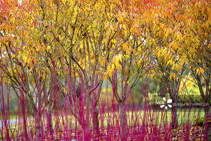 秋色的prunus Incisa叶与充满活力的红色冬季山茱萸茎'Westonbirt'图片素材