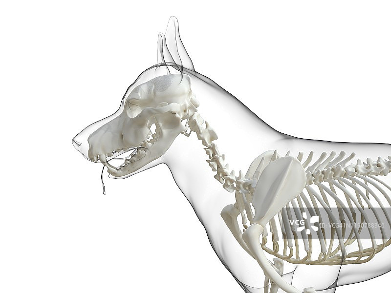 狗的骨架,插图图片素材