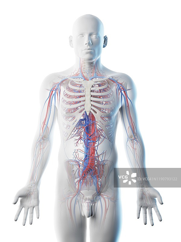 男性血管系统，图示图片素材