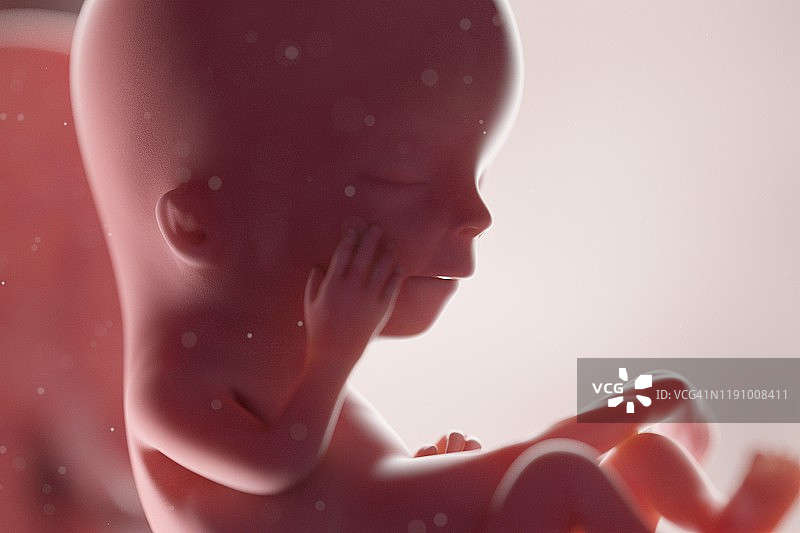 12周胎儿，插图图片素材