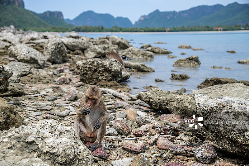 在Koram岛上，长尾猕猴在寻找贝类，用石头工具把它们敲开。他们瞄准最大的岩石牡蛎，用石锤击打它们，然后用工具的扁平边缘打开最肉质的蜗牛和蟹壳。图片素材