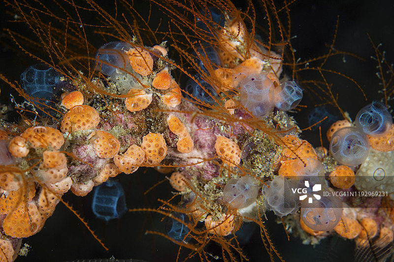 充满活力的被囊动物和其他无脊椎动物在珊瑚礁上茁壮成长。图片素材
