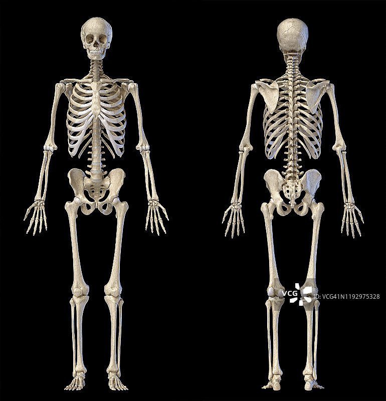 在黑色背景上的完整人类骨骼的正面和背面视图。图片素材