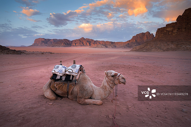 约旦瓦迪拉姆沙漠红沙上的骆驼图片素材