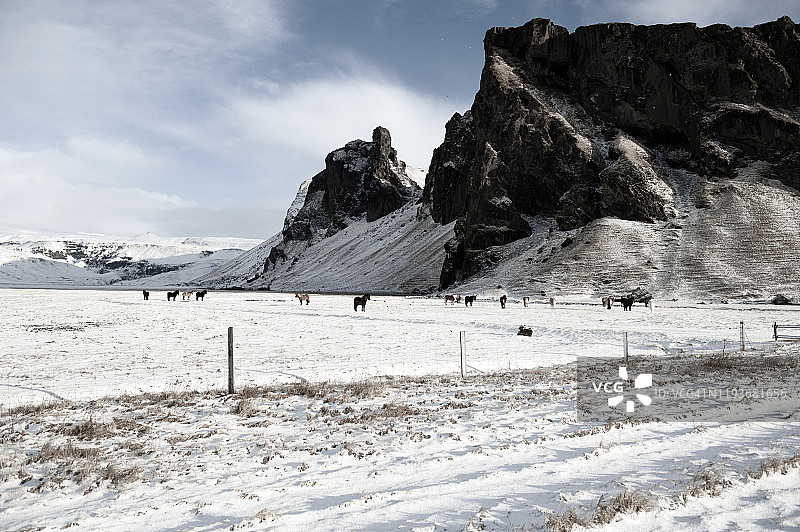 冰岛南部斯科加附近的冰岛马图片素材