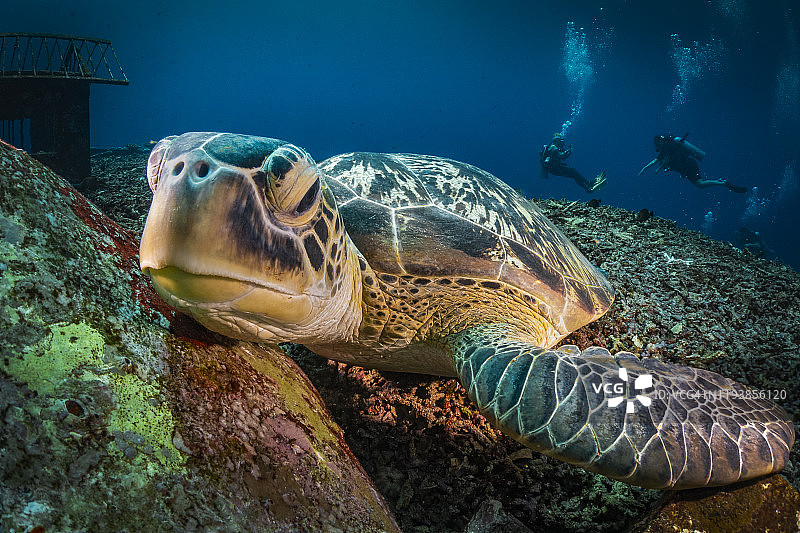 近距离的海龟躺在海底看相机图片素材