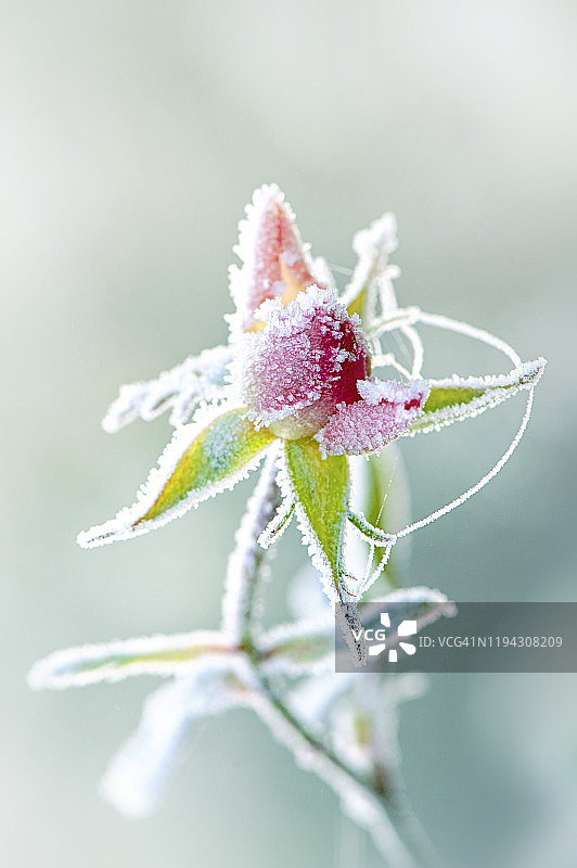 特写图像美丽的霜覆盖粉红玫瑰花在一个冬天的花园图片素材