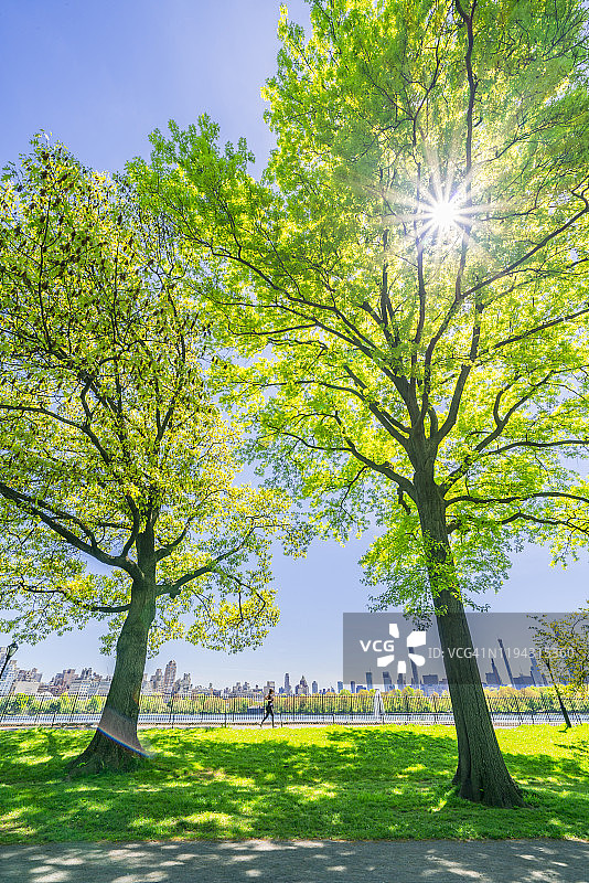 2019年5月11日，美国纽约，曼哈顿中城摩天大楼耸立在两棵正在生长的大树中间。图片素材