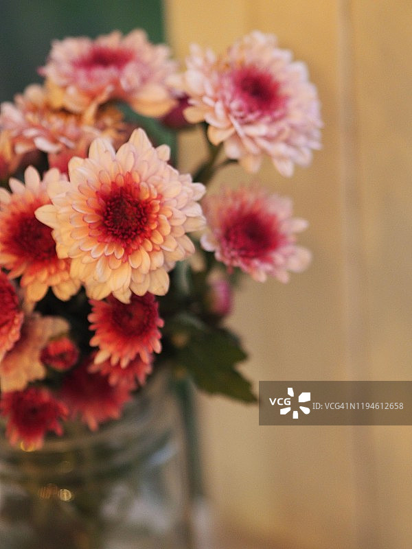 非洲菊花美丽的花束在水玻璃五颜六色美丽图片素材