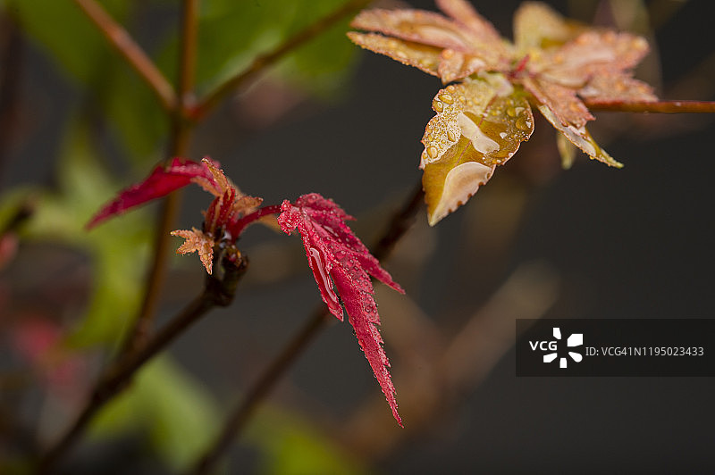微距摄影的红叶日本枫树(宏)与黑暗的背景图片素材