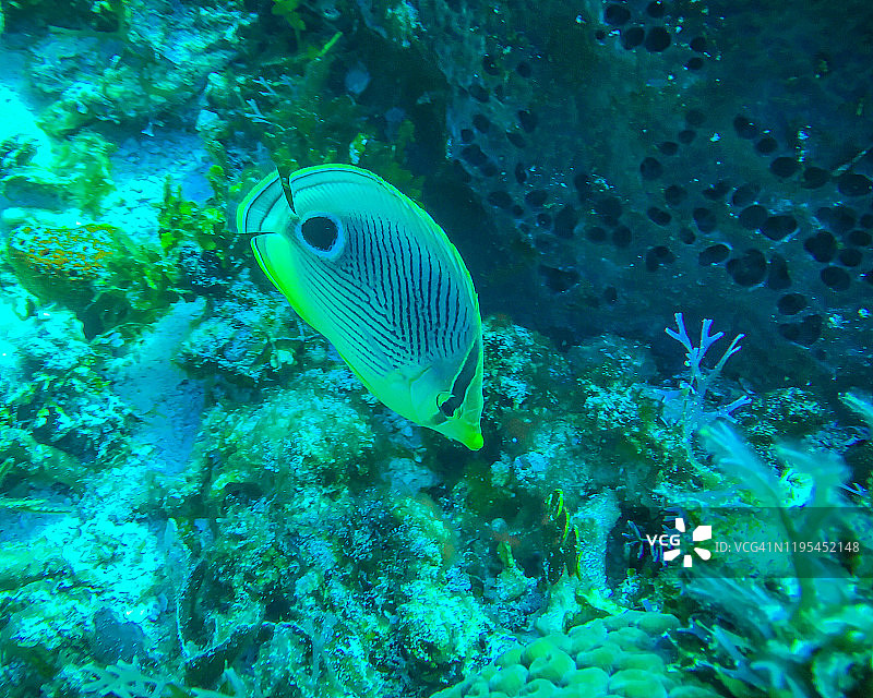 科苏梅尔的加勒比海礁鱼图片素材