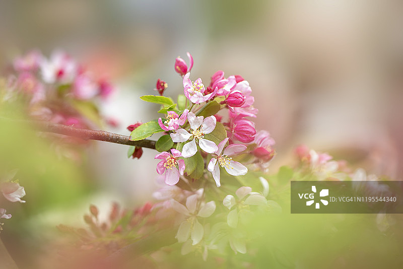 春天开花的海棠的特写，粉红色的花，俗称日本开花海棠，日本蟹，紫色的秋莓，或艳丽的海棠图片素材
