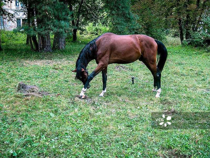 一匹孤独的马在森林的草地上吃草。这匹马用绳子拴在一根小木棍上。图片素材