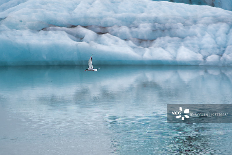 小鸟与冰山在Jokulsarlon礁湖的背景飞行。图片素材