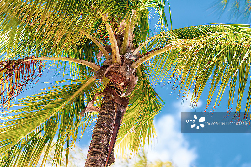从迈阿密海滩俯瞰椰子树，佛罗里达图片素材