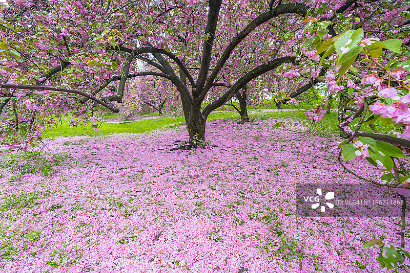 5月4日，在美国纽约中央公园的樱花树下，片片花瓣飘落。图片素材