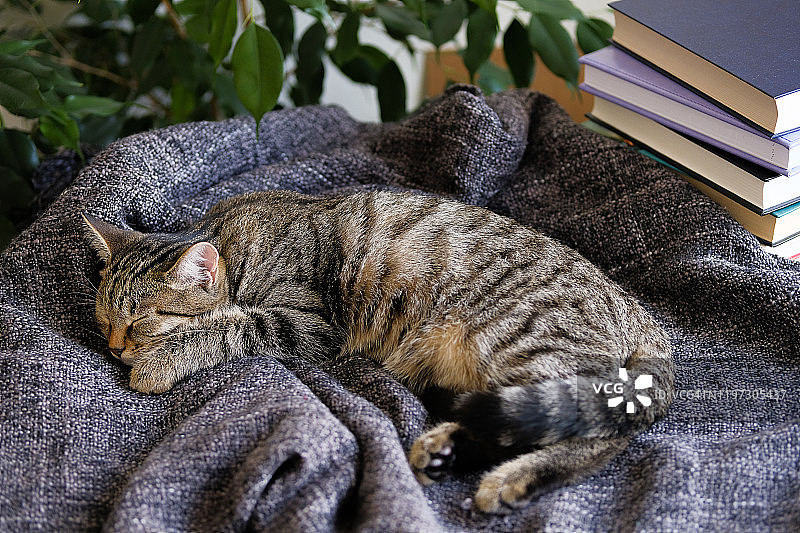 家猫蜷缩着躺在一条针织毯子上睡觉。图片素材