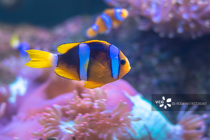 色彩斑斓的热带鱼在安达曼海的特写，在泰国，亚洲图片素材