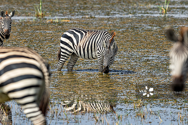 斑马在安博塞利国家公园的湖中喝水图片素材