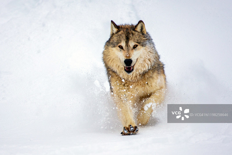 一只灰狼在雪地里奔跑图片素材